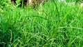 Cynodon dactylon dubh grass close up